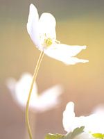 Lente Bosanemoon