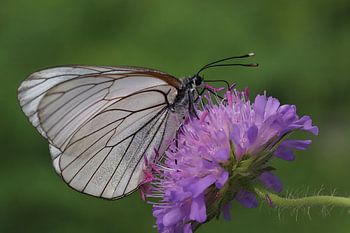 Butterfly on purple flower