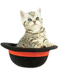 Zwart zilver tabby kitten in zwarte bolle hoed