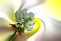 Des trèfles en fleurs sur un fond abstrait coloré