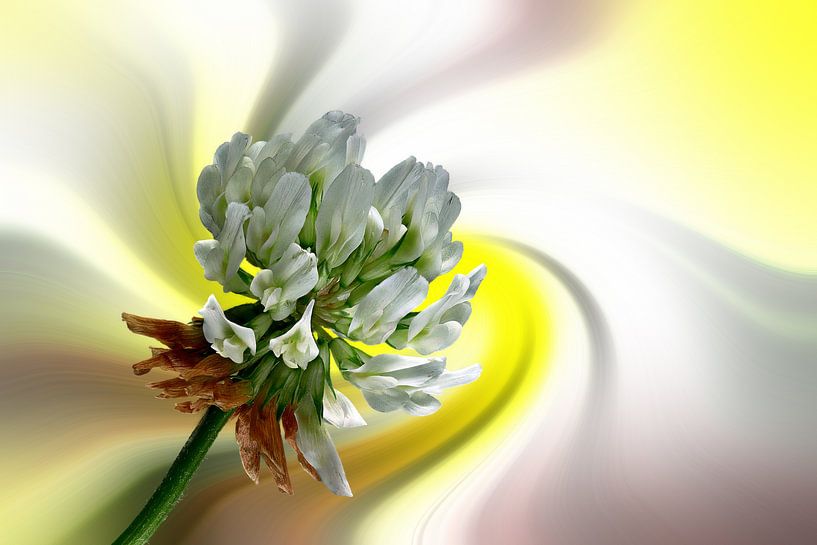 Des trèfles en fleurs sur un fond abstrait coloré par Harry Adam