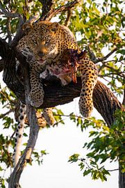 Leopard in Timbavati game reserve, South Africa by Teun Janssen
