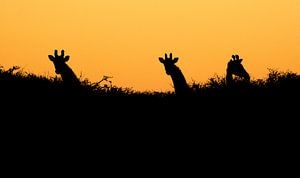 Langem Hals Silhouetten