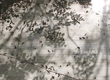 ombre de feuillage d'automne dans la lumière du soleil sur le store