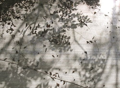 schaduw van herfstblad in zonlicht op rolgordijn