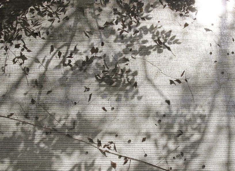 ombre de feuillage d'automne dans la lumière du soleil sur le store par fantasina