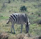 Grazende zebra van Robin van Tilborg thumbnail