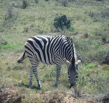 Grazende zebra