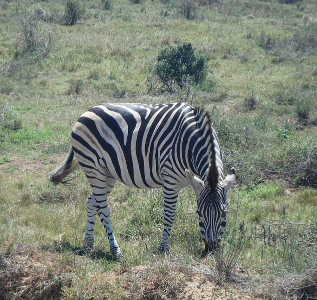 Grazende zebra par Robin van Tilborg