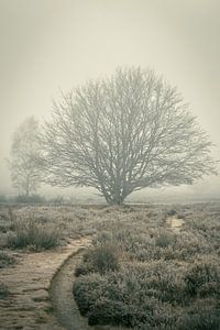 Matins brumeux II