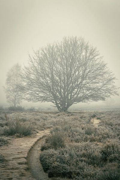 Matins brumeux II par Rogier Kwikkers