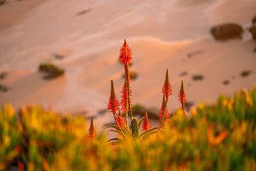 Rote Aloe Vera Blüte zum Sonnenuntergang