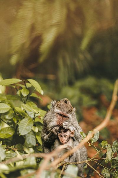 Un moment intime entre singes par Annick Kalff