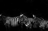 Zebras