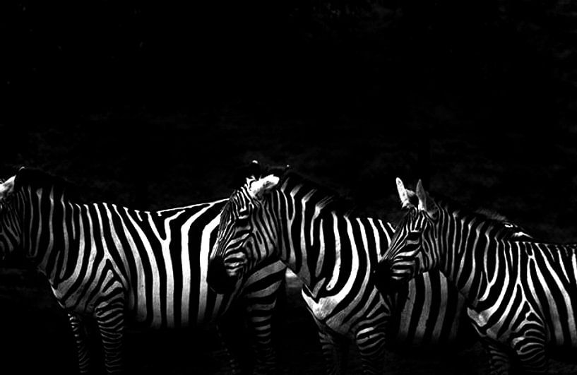 Zebras von Francisco de Almeida