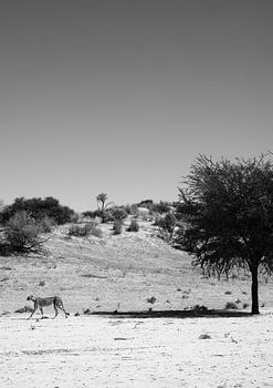 Gepard's Einsamkeit