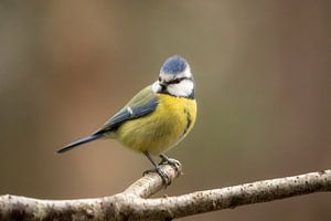 Mésange bleue sur une branche