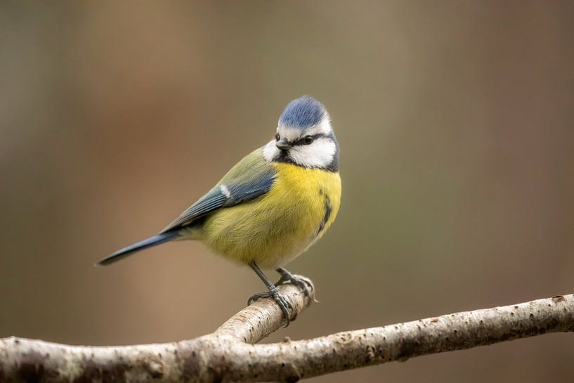 Mésange bleue sur une branche par Tanja van Beuningen