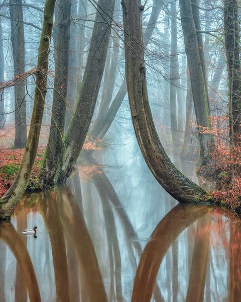 Ducky van Lars van de Goor