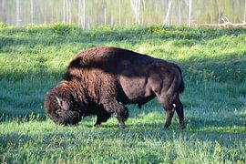 Bizonder sur Wessel Smit