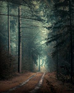 Der neblige Wald