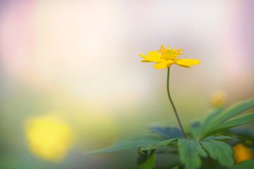 Yellow Wood Anemone by Carola Schellekens