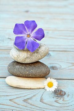 Zen stones with flowers by Trinet Uzun