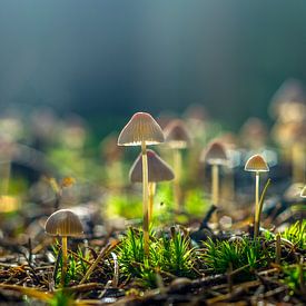 small mushrooms sur Ron van Ewijk