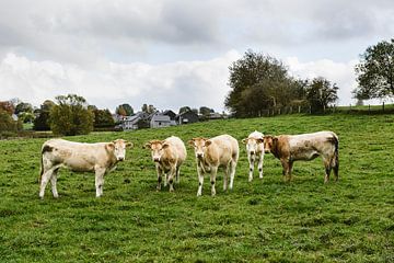 Kühe auf der Wiese von Nick van Dijk