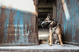"Legacy Guard' von K9CARDI