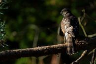 Épervier, oiseau de proie par Rando Kromkamp Aperçu