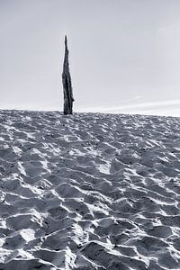 Boomstronk in het zand van Mark Bolijn