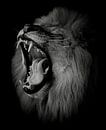Brullende leeuw in zwart-wit van Marjolein van Middelkoop thumbnail