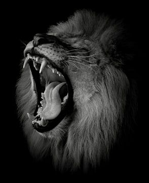 Un lion rugissant en noir et blanc