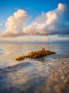 Mauritius - Stillleben am Strand