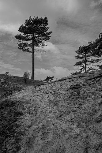 Corsican pines in the Kennemer dunes