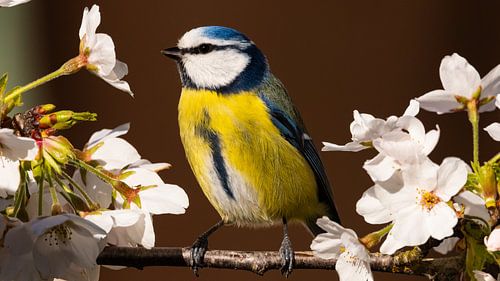 Bloemen inspectie