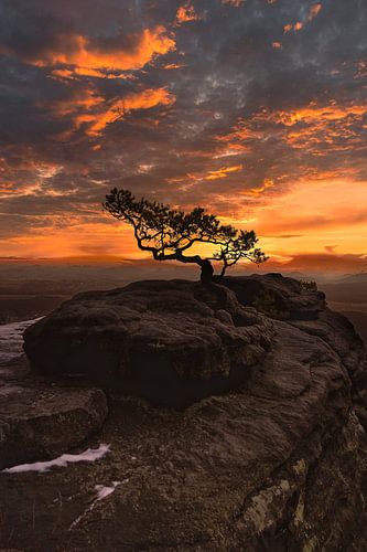 Wetterkiefer auf dem Lilienstein