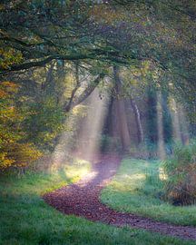 Natuurpad met zonnestalen van Thijs Friederich