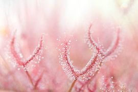 zonnedauw van Brigitte van Krimpen