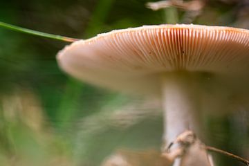 Boden eines Pilzes von Tania Perneel