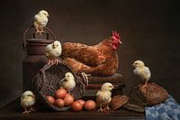Chicken and chicks