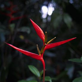 Tropische bloem van Daniel Damnitz