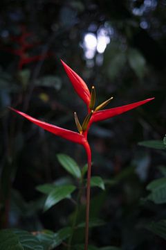 Tropische bloem van Daniel Damnitz