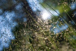 Das Glitzern der Bochtige Smele in der Strijbeekse Heide