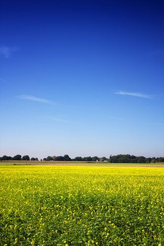 Mosterdzaad veld met bomen en een boerderij