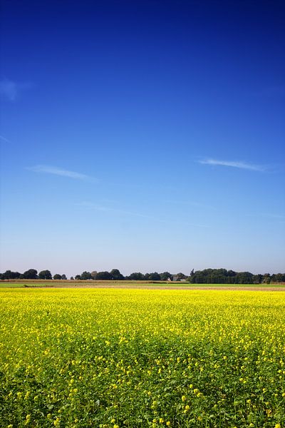 Senfkornfeld mit Bäumen und einer Farm von Jan Brons