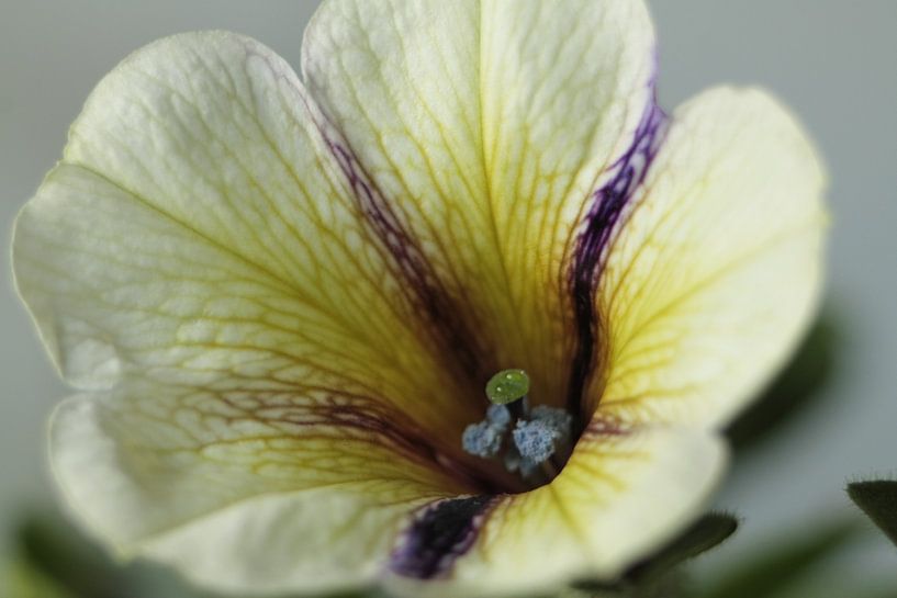 Petunia by sandra ten wolde