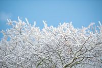 Tall trees catch a lot of snow