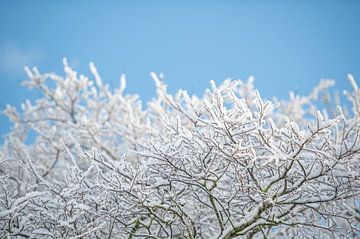 Hohe Bäume fangen eine Menge Schnee auf von Wendy de Jong